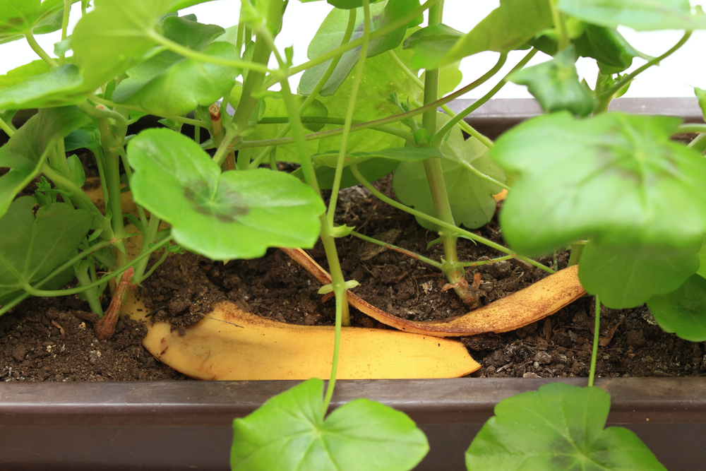 bananapeel, plant,plante,bananskræld