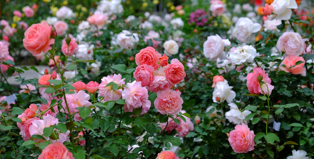 Roses,pink,roser