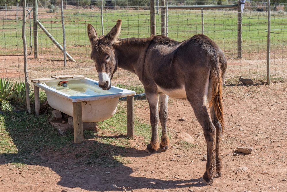 Donkey,Bathtub,æsel,badekar