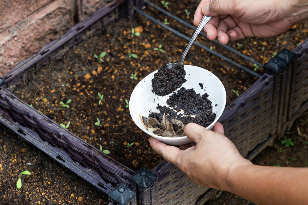 Coffee,Grounds,Plant,kaffegrums,plante