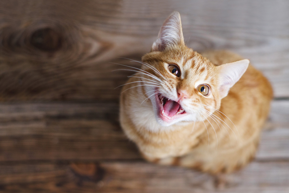 cat, kat, Katze