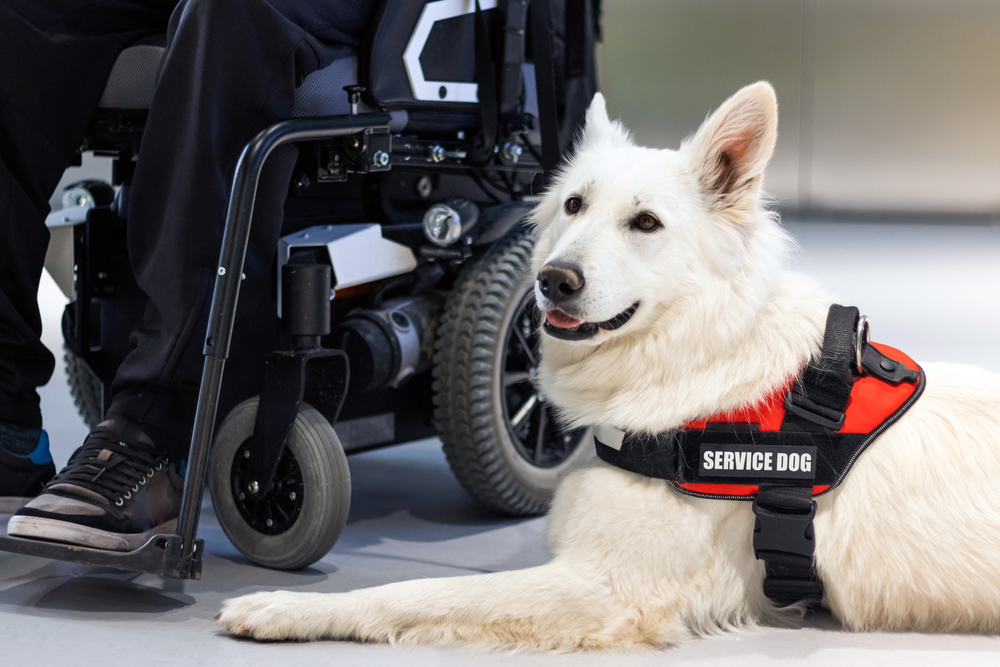 Service,Dog,hund