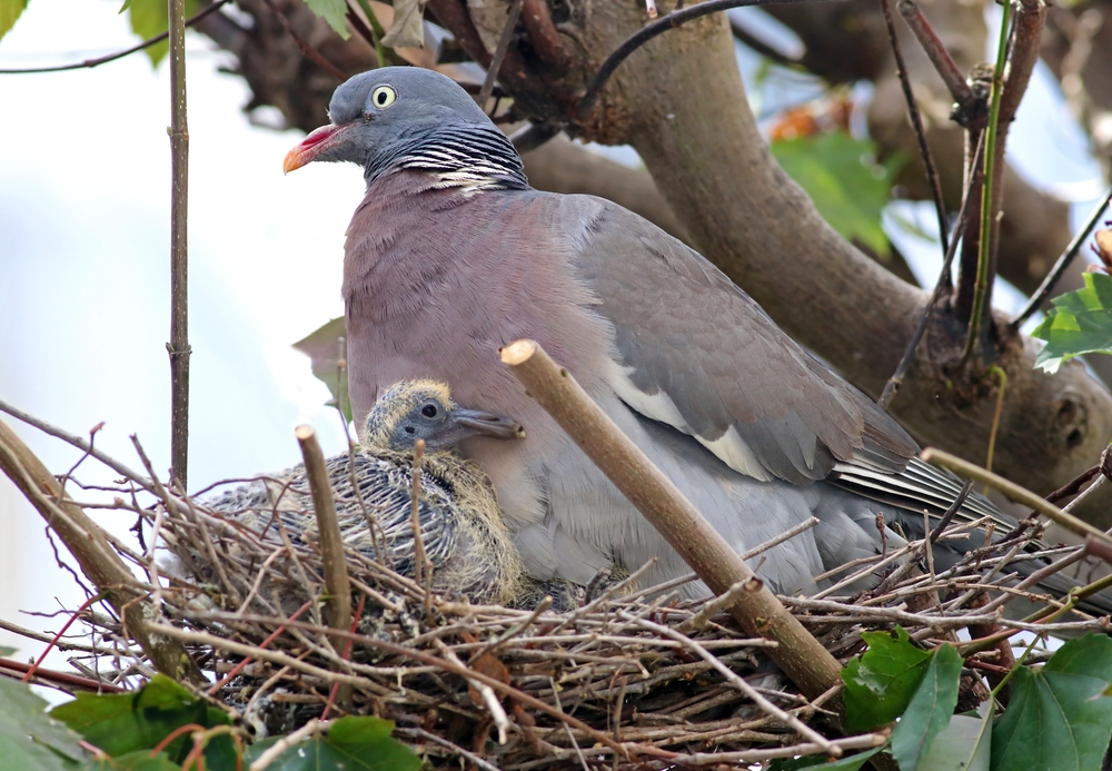 Fugl, due, bird, pigeon