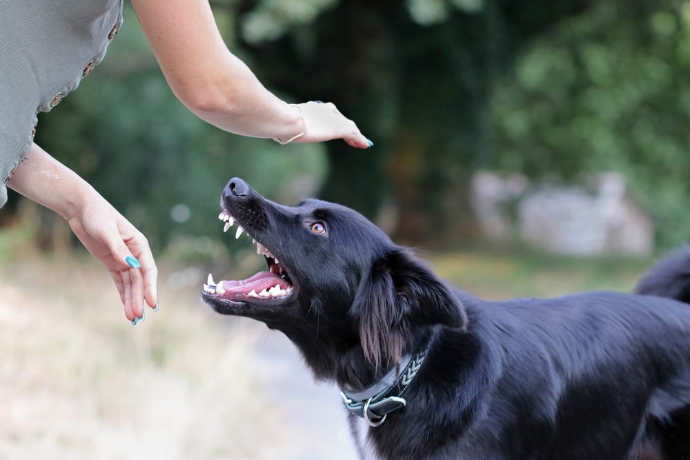 Agressive,Dog,barking,aggresiv,hund,gøer