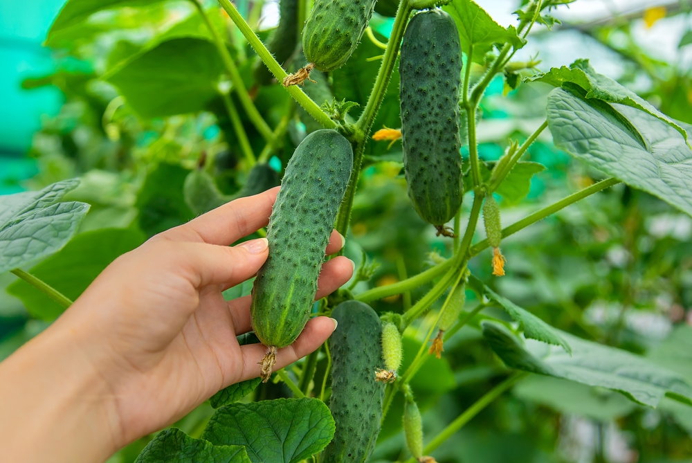 Harvest,Cucumbers,agurk,plante