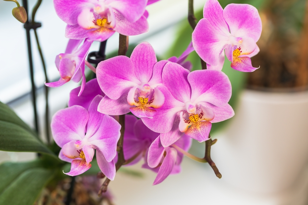 Orchid, orkide, blomst