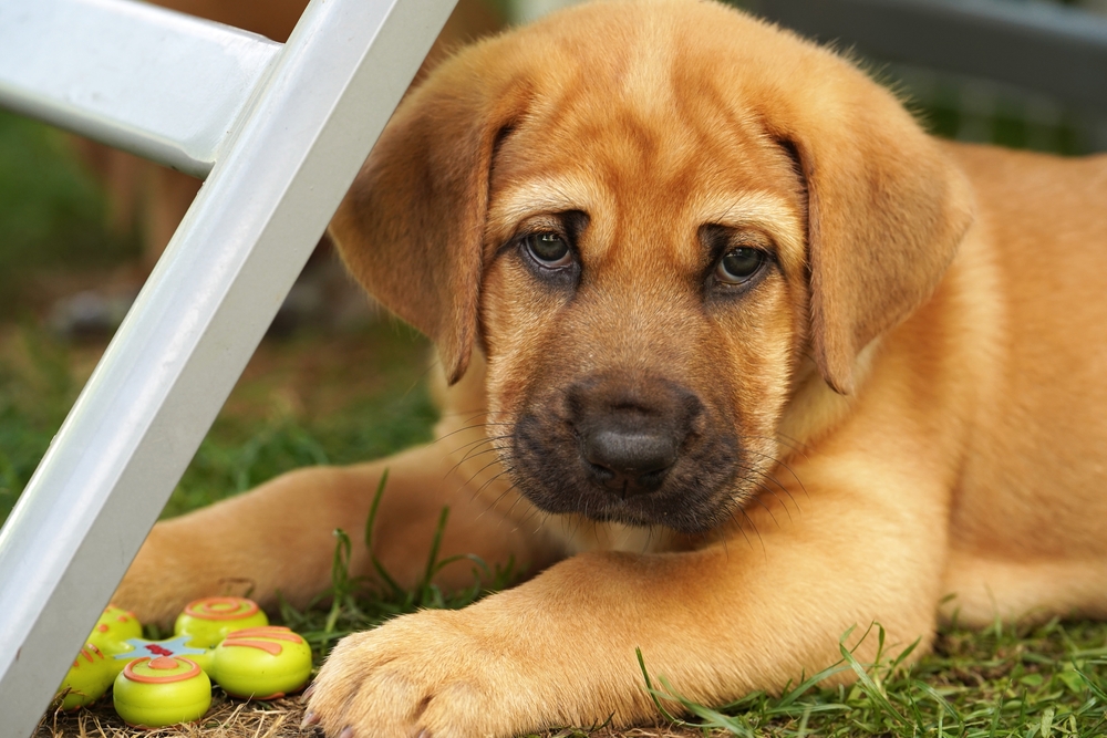 Dog, hund