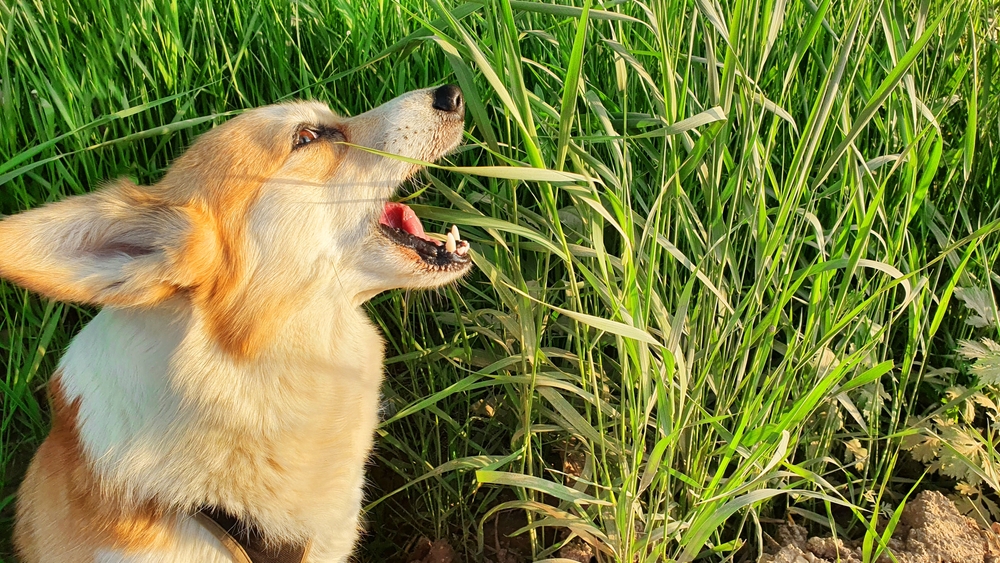 Welsh,Corgi,Eats,Grass,spiser,græs,hund