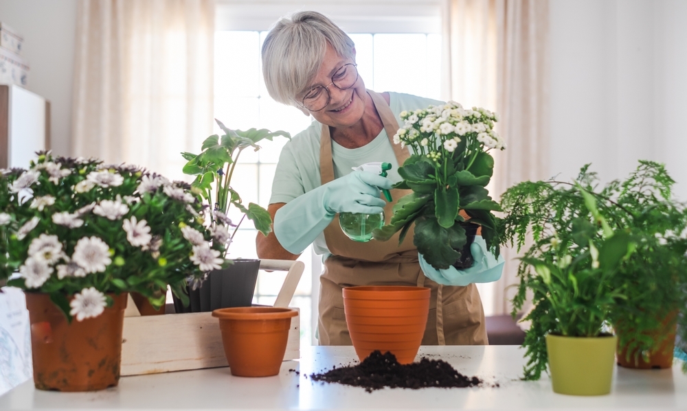 Three Houseplants That Clean the Air and Boost Your Indoor Environment