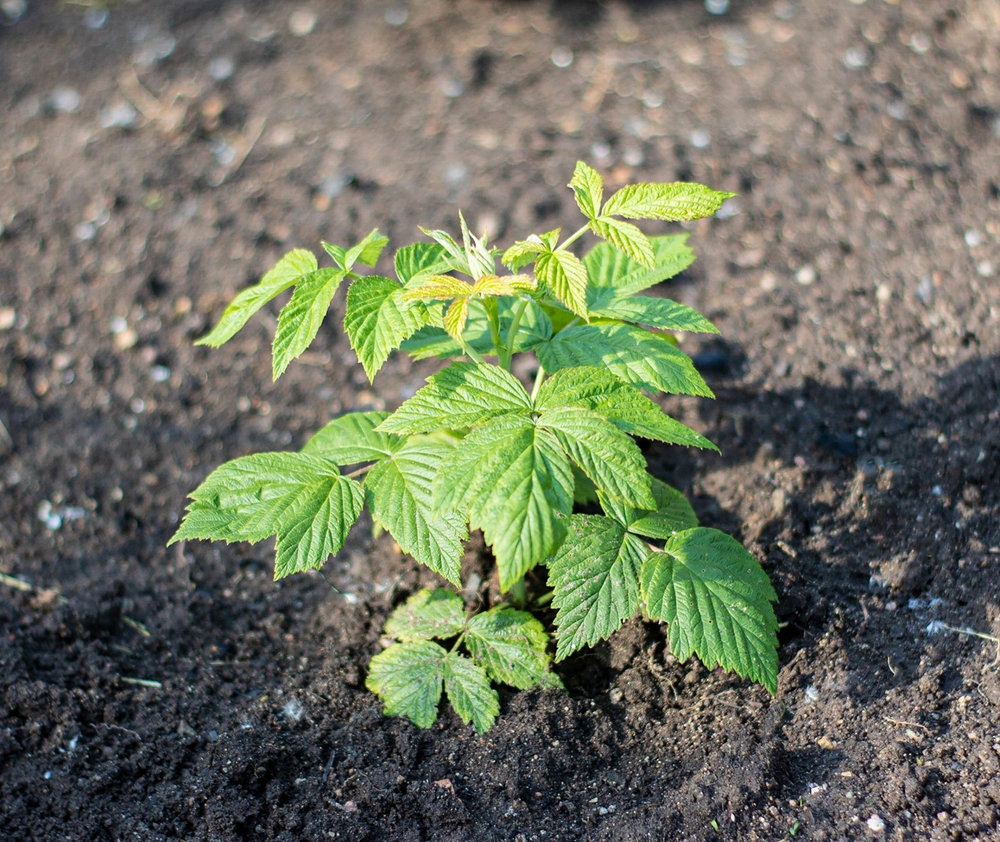 Raspberry,Seedling,Garden,hindbær,frø.have