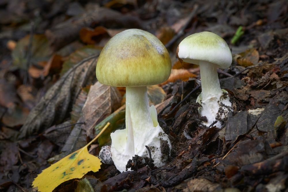 Amanita,Phalloides,Poisonous,Mushroom,grøn,fluesvamp,giftig