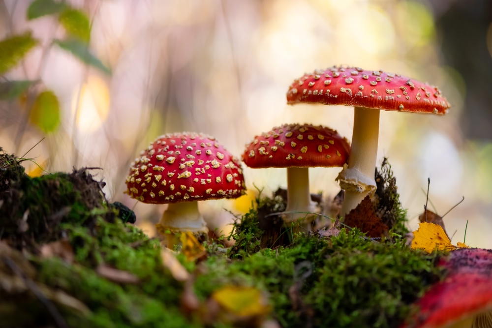 Amanita,Muscaria,mushrooms,rød,fluesvamp
