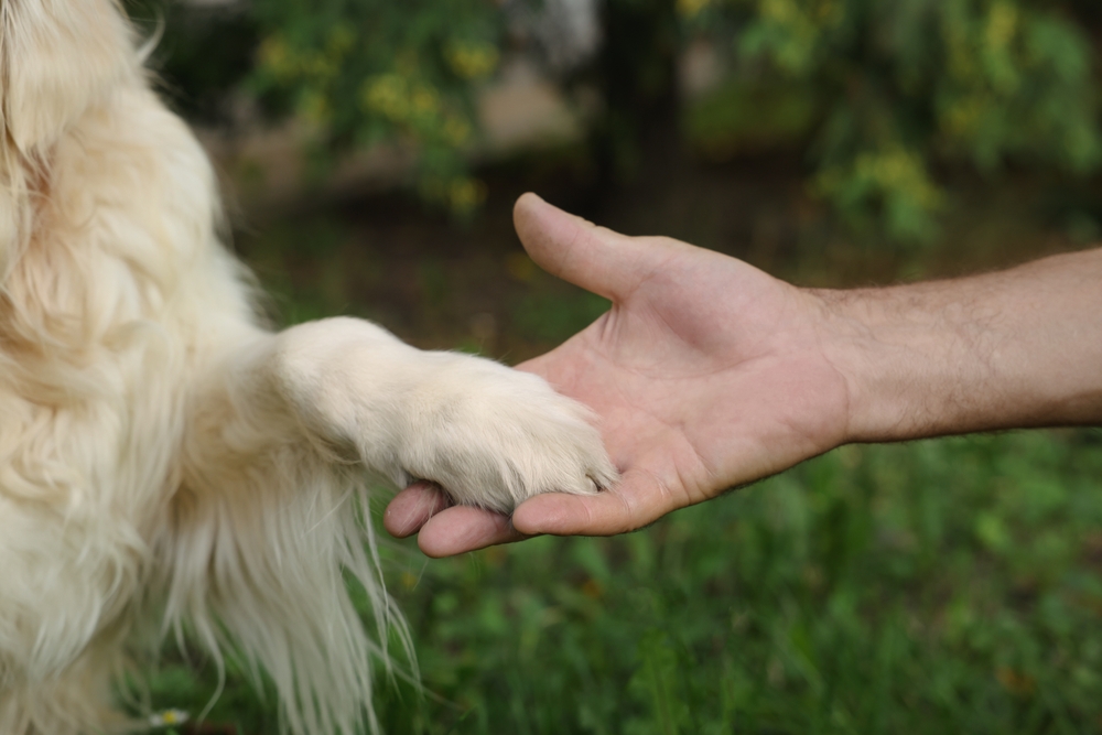 ,Holding,Dog's,Paw,holder,hundepote