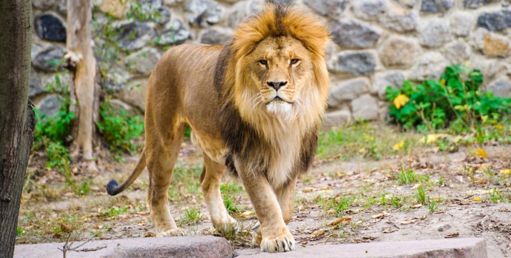 Lion, løve, Löwe