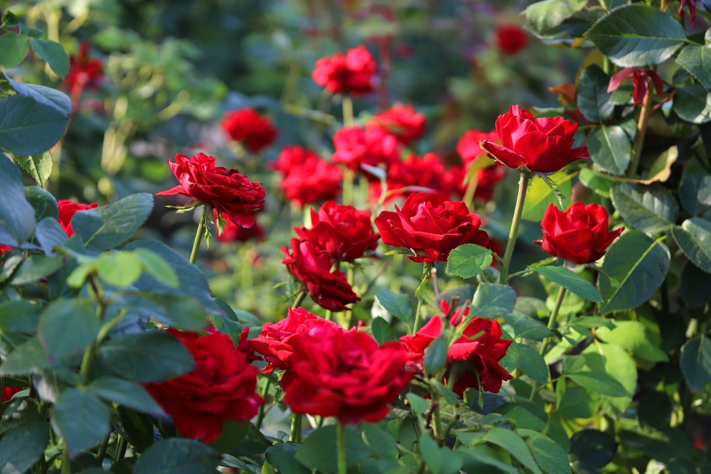 Red,Roses,Bushes