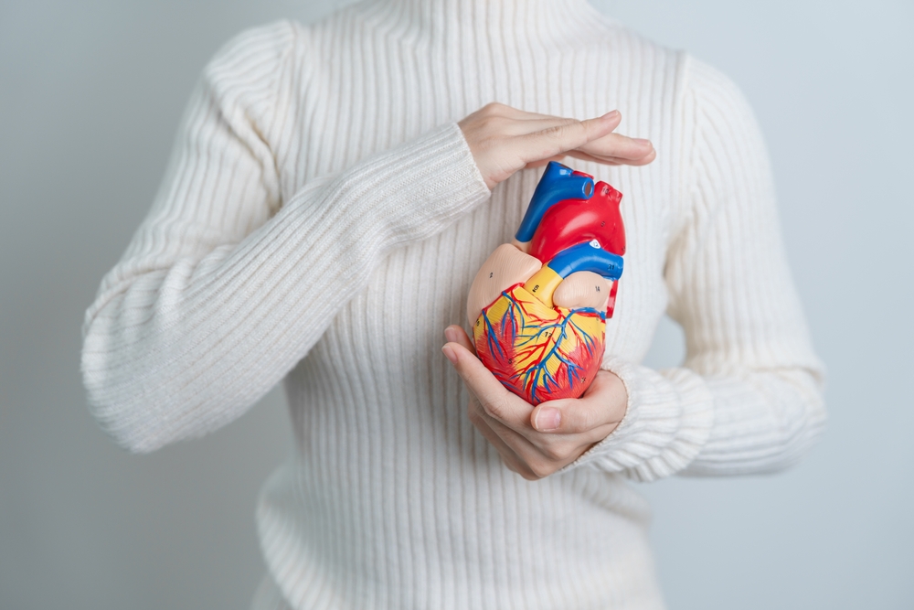 Human,Heart,Model,Diseases,menneske,hjerte