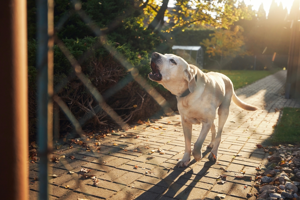Barking,Dog,Labrador,Retriever,hund,gøer