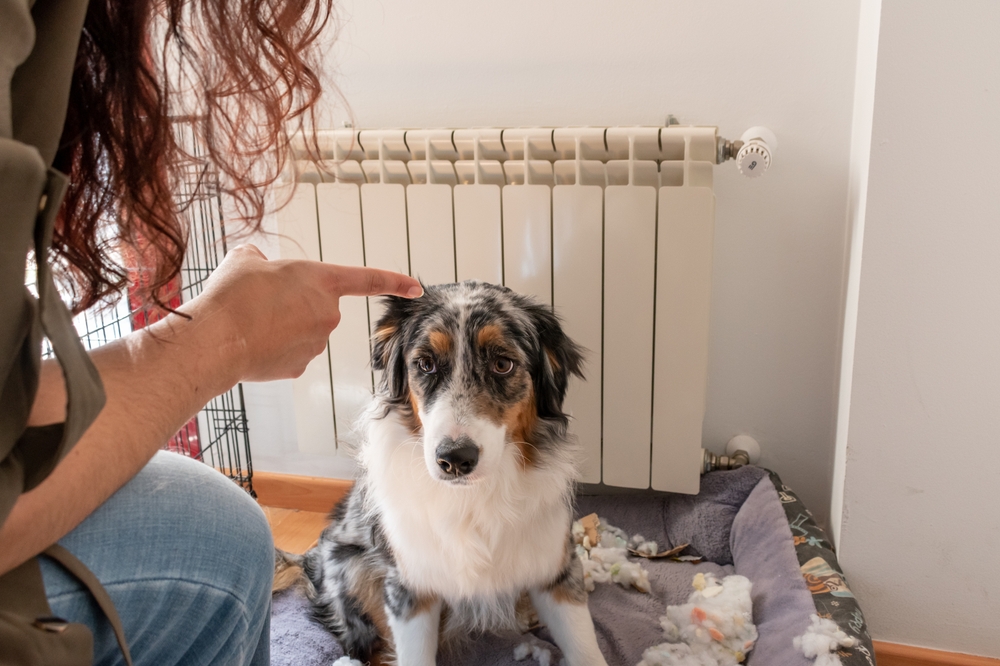Owner,Scolding,Dog,Finger,ejer,skælder,hund,ud