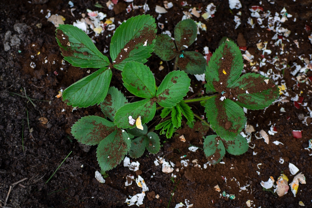 Fertilizing,Strawberries,coffee,grounds,Egg,Shells