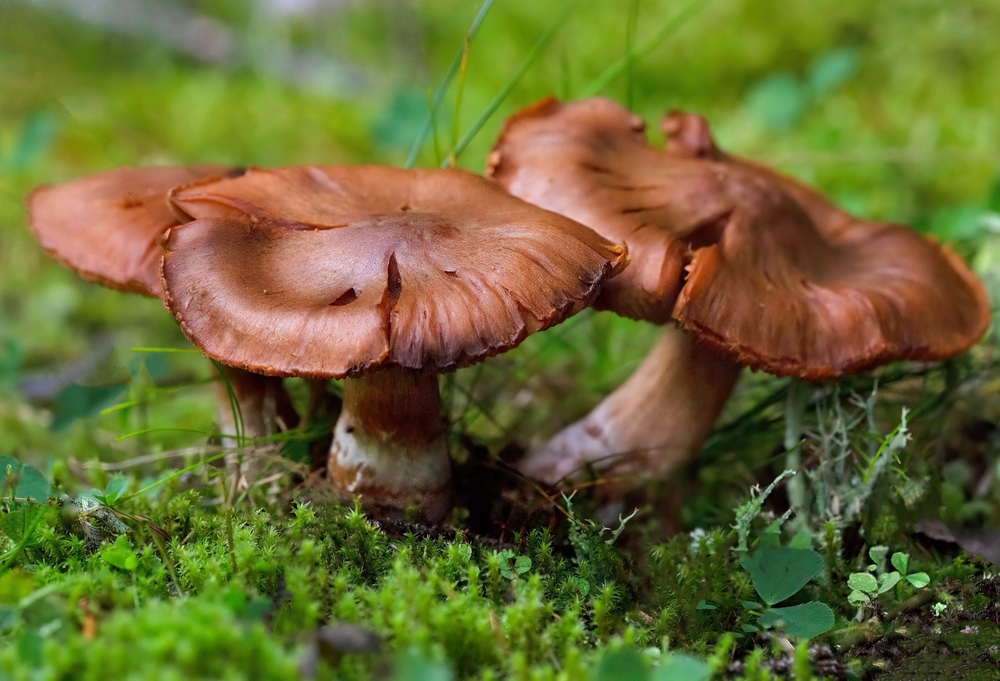 Cortinarius,Rubellus,mushrooms,almindelig,netbladhat