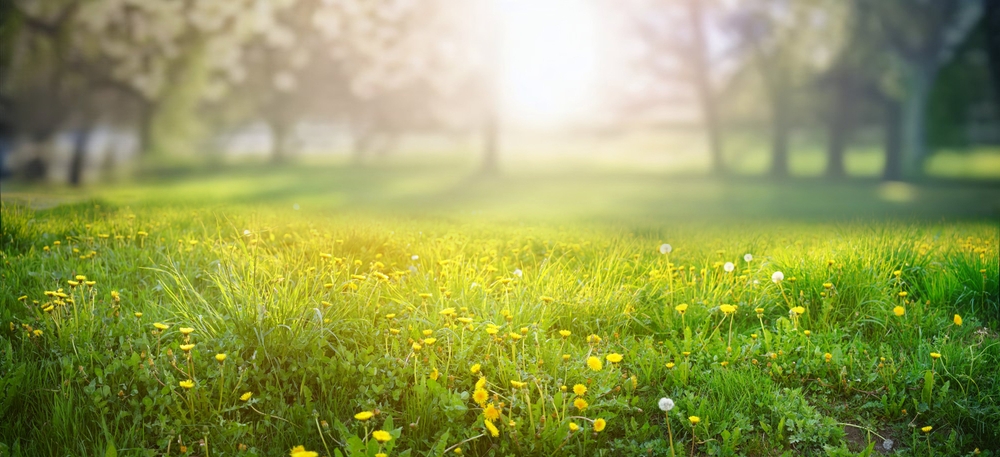 Green,Grass,græs