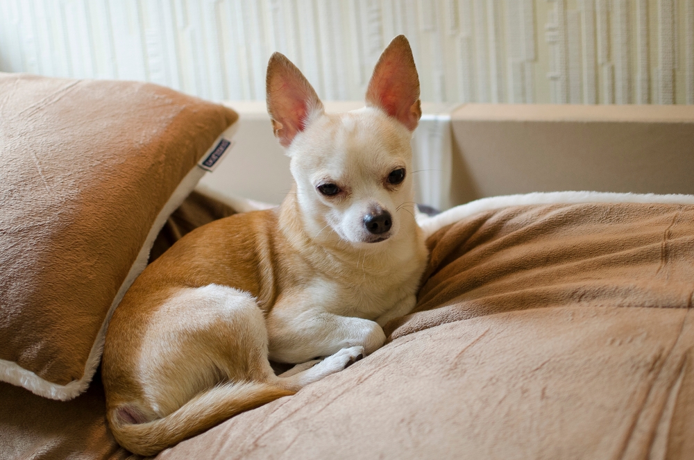 Small,Dog,Chihuahua,lille,hund