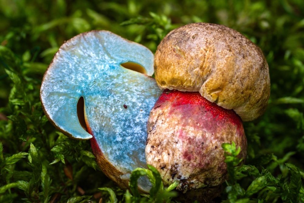 Satan's,Bolete,(rubroboletus,Satanas),Mushroom,satans,rørhat,svamp,giftig