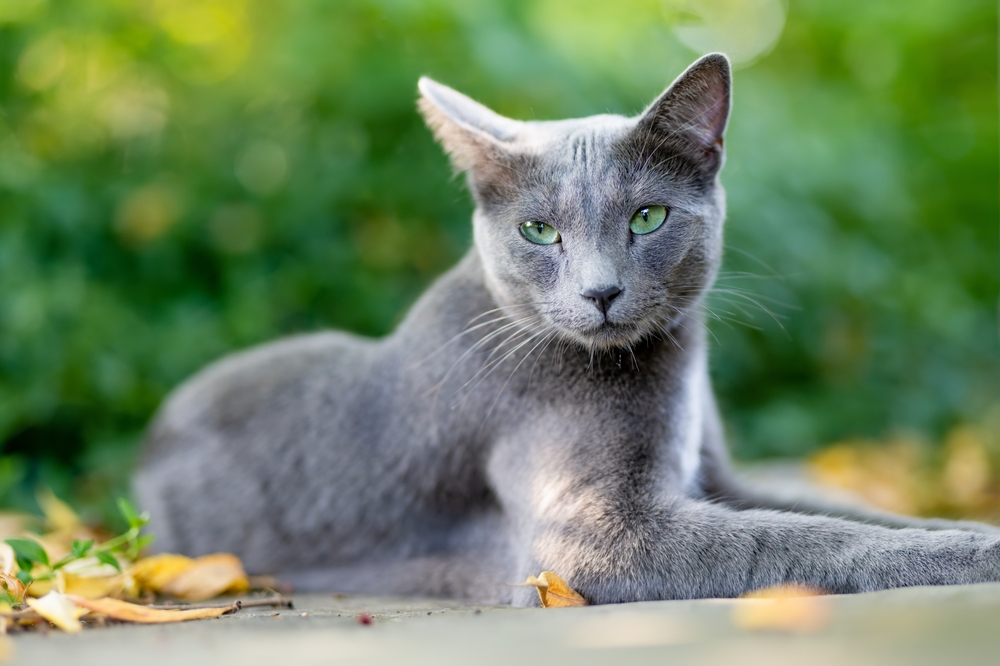 Russian,Blue,Cat,russisk,blå,kat