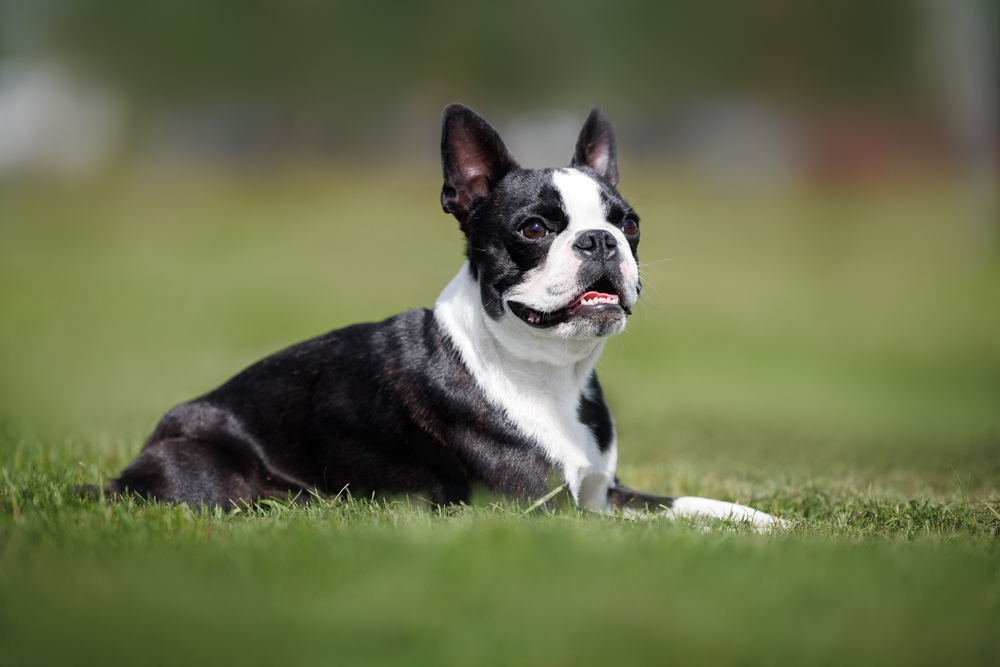 Boston,Terrier,Dog,hund