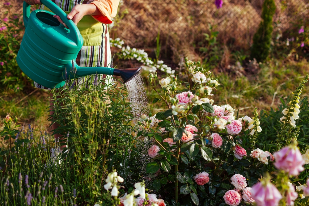 Woman,Watering,flowers,kvinde,vander,blomster