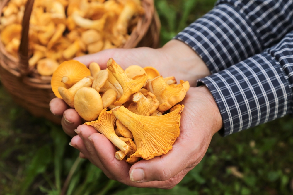 Mushrooms,Hands,svampe,hænder