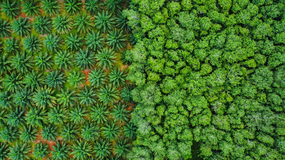 A,Palm,Oil,Farm,Jungle,In,Thailand,monoculture,monokultur