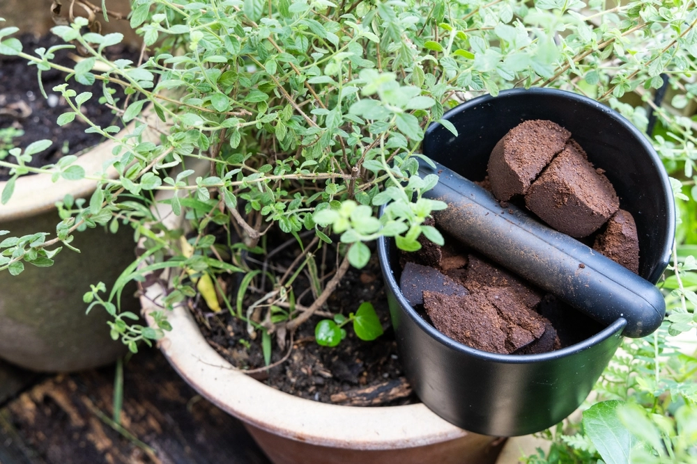 Coffee,Ground,Plant,plante,kaffegrums