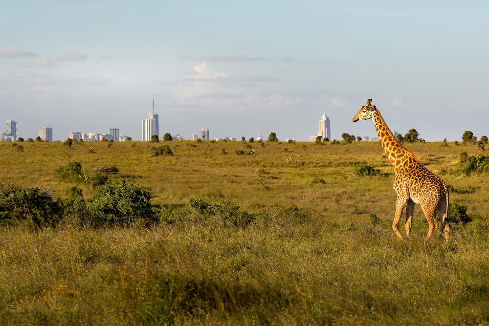 Nairobi,,Kenya,giraf,giraffe