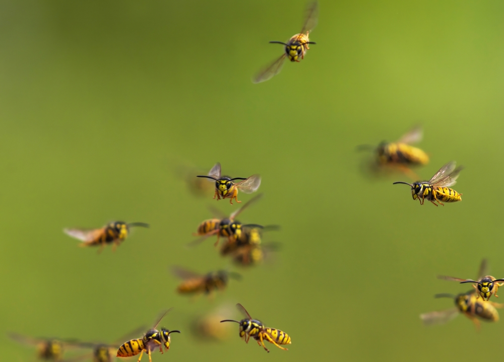 Swarm,bees,bier