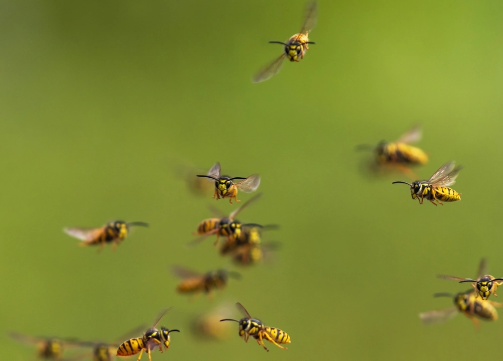 Swarm,bees,bier