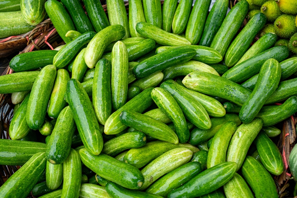 Cucumber,agurk