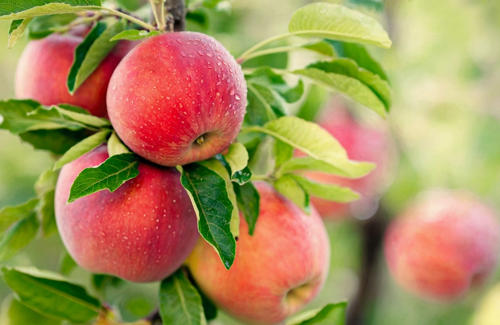 red,Apples,røde,æbler
