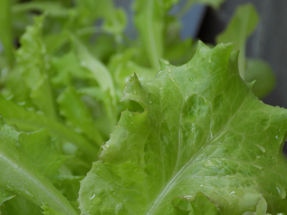 Green,Lettuce,salat