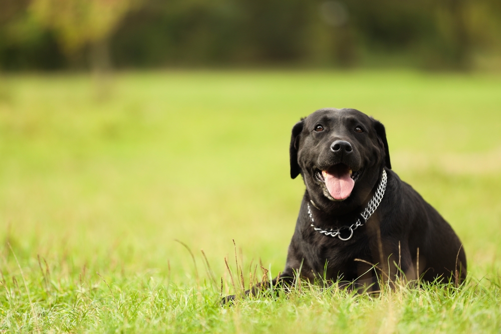 Labrador,Retriever,Dog,Lying,hund,ligger