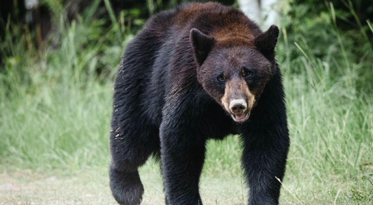 Wochenlang unter dem Haus: Wie ein Bär einen Vorort von Los Angeles ...