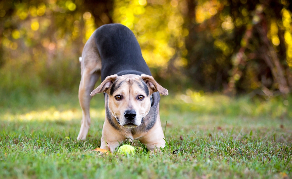 hound,Shepherd,Mixed,dog,hund