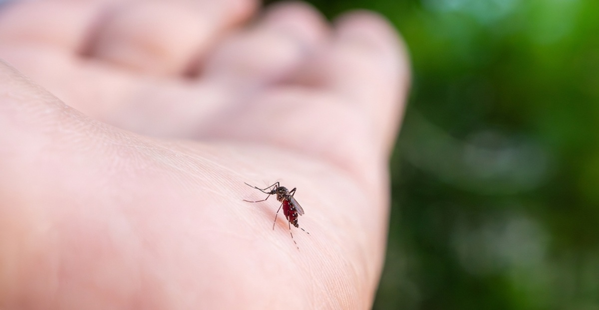 Den ganzen Sommer wirksam Diese Pflanze hält Mücken von der Terrasse