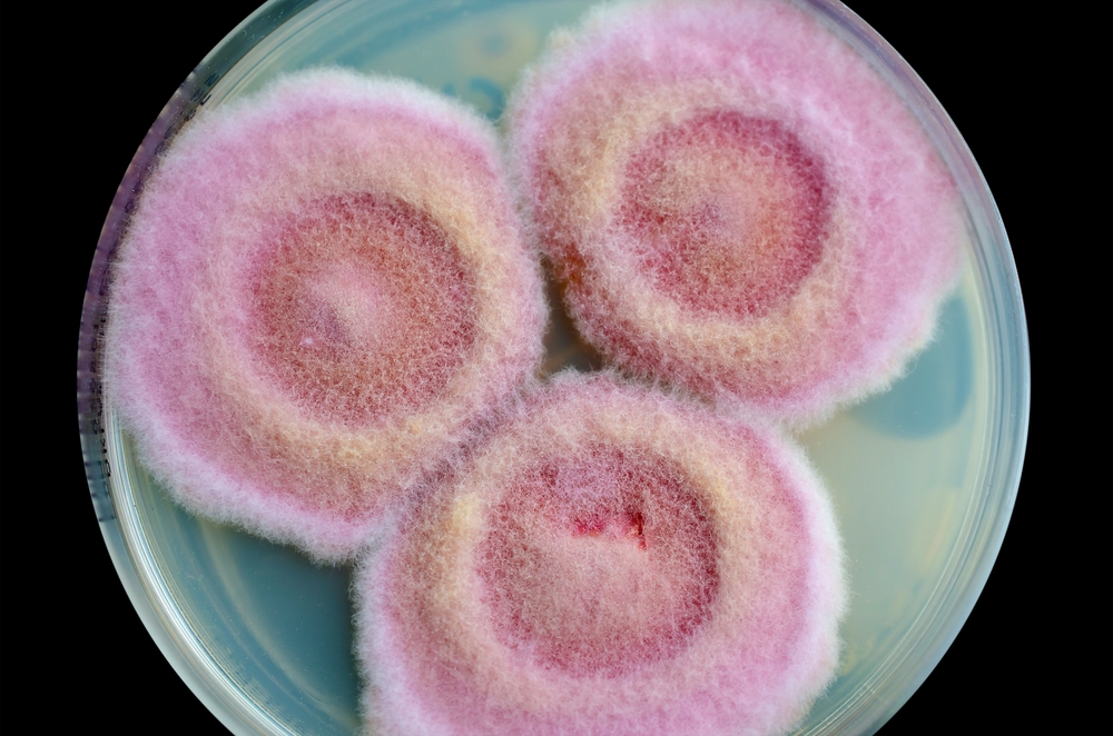onychomycosis, svamp, infektion