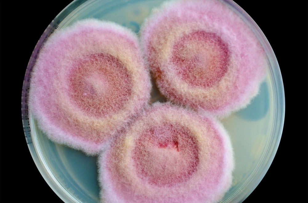 onychomycosis, svamp, infektion