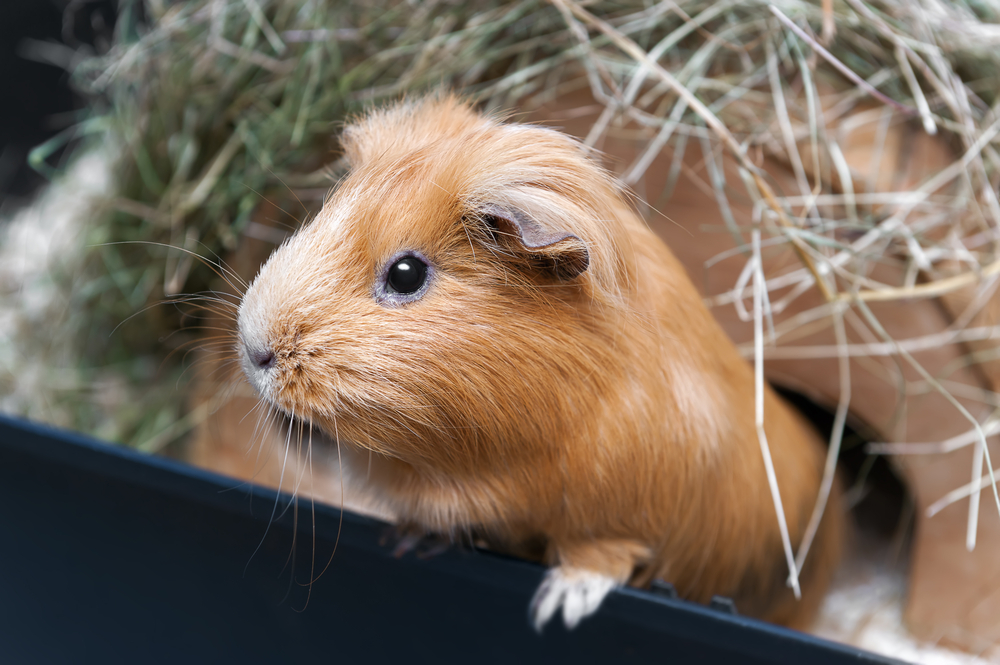 Red,Guinea,Pig,rød,marsvin