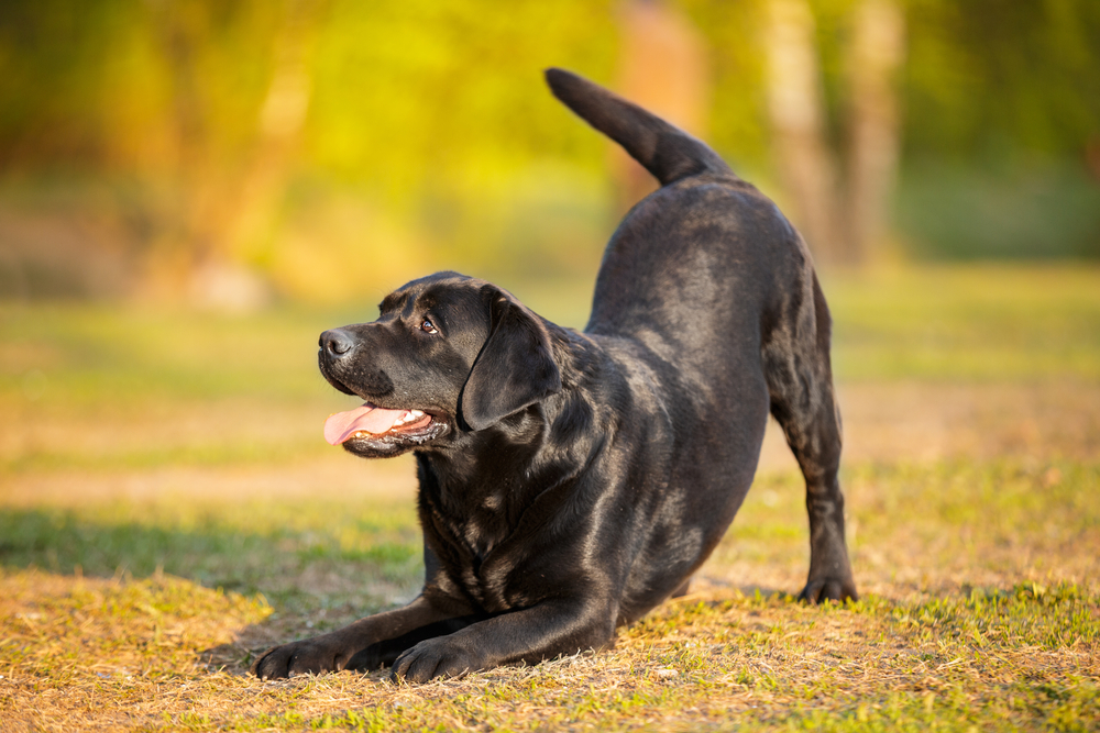 Dog,Labrador,Retriever,hund