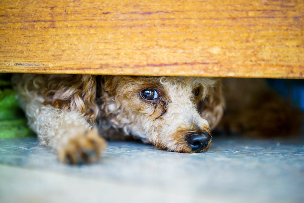 Puddle,Dog,Is,Hiding,puddelhund,gemmer,sig