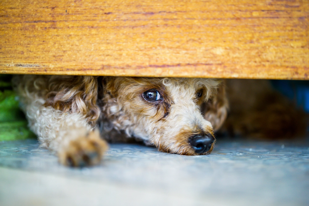 Puddle,Dog,Is,Hiding,puddelhund,gemmer,sig