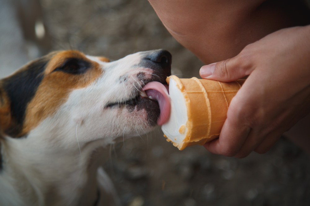 Dog,Jack,Russell,Terrier,Eats,Ice,Cream,hund,spiser,is
